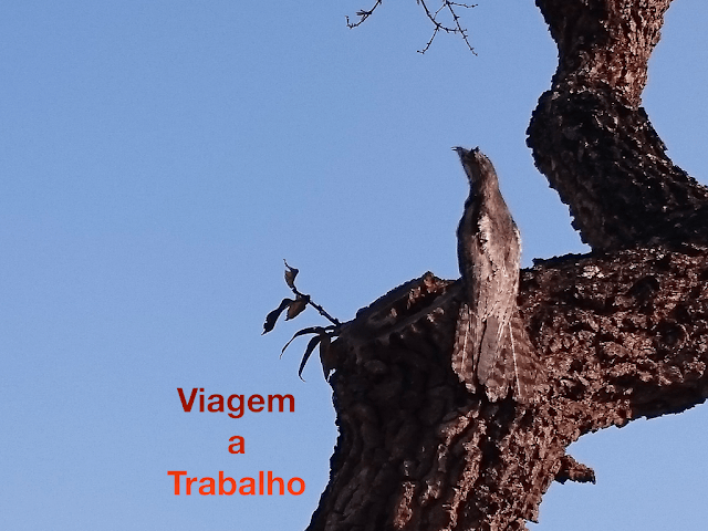 Viagem, diversão e outras histórias