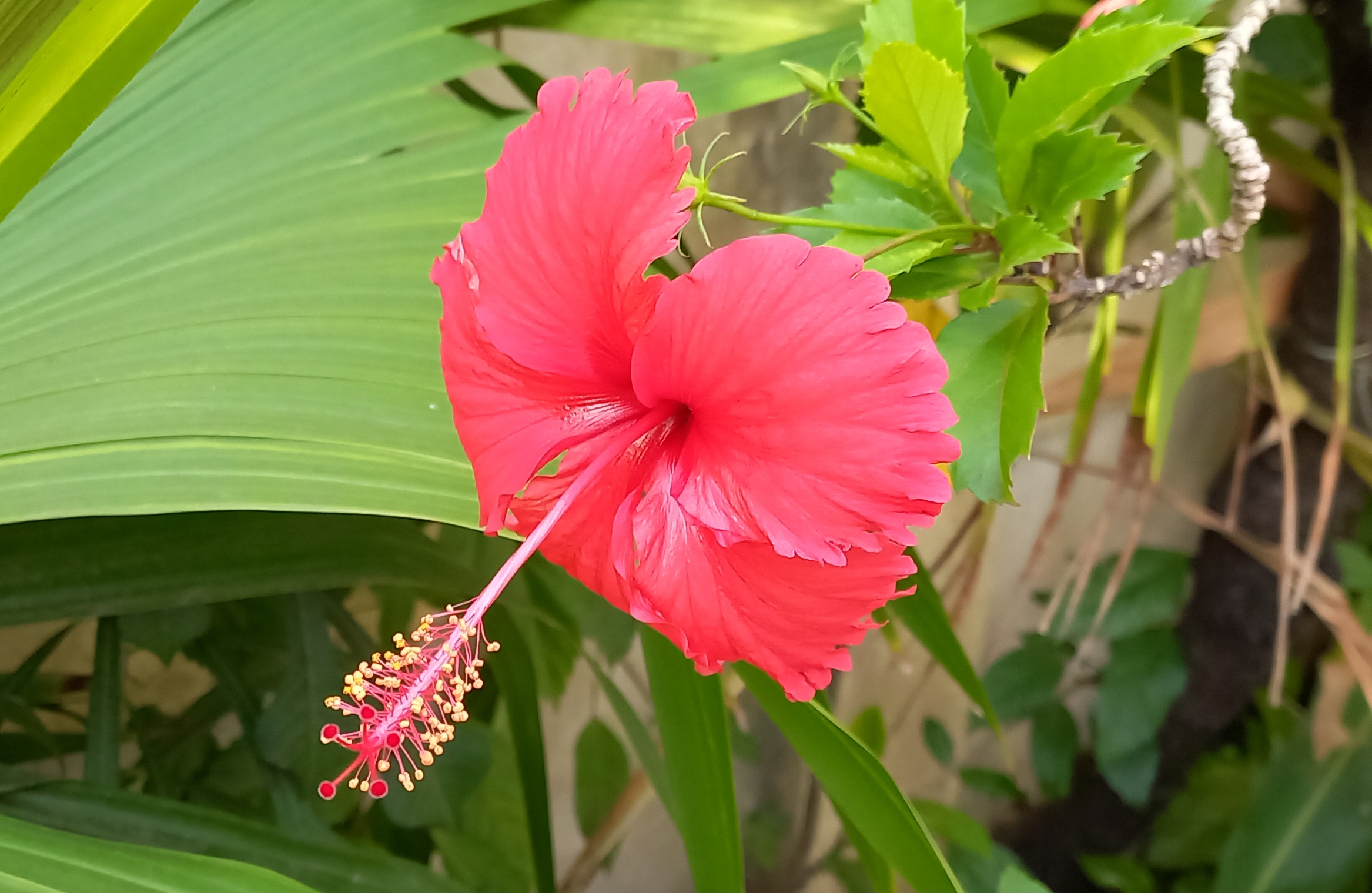 Flor Graxa (Hibisco)
